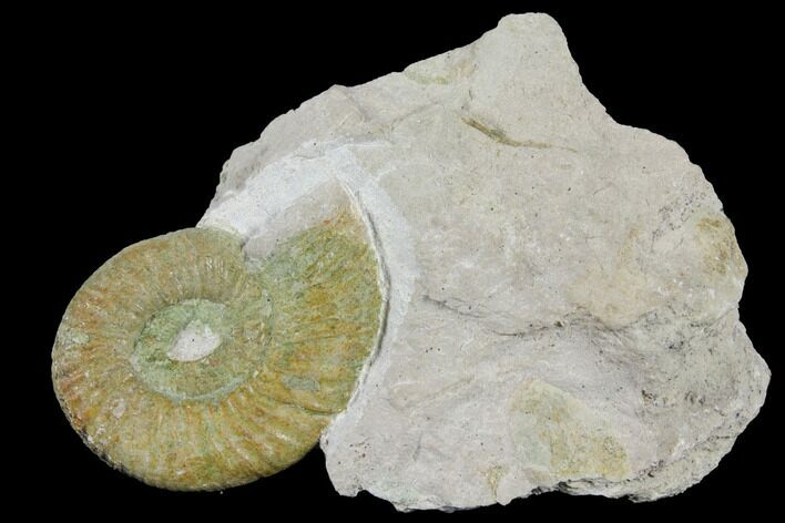 Ammonite (Orthosphinctes) Fossil on Rock - Germany #125890